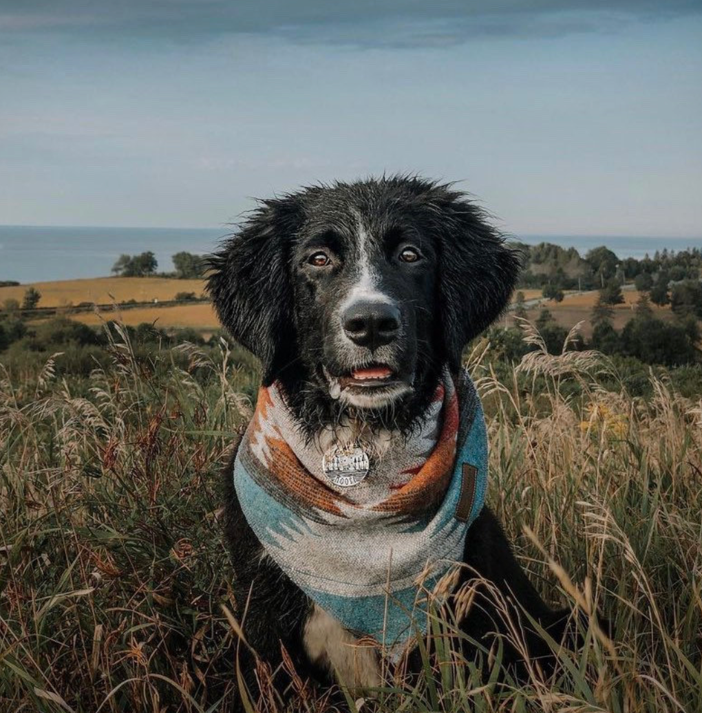 Modest Maverick Handmade Dog Bandana | The Traveller